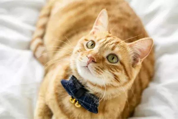 虐猫怎么处理最好,为什么虐猫的越来越多了