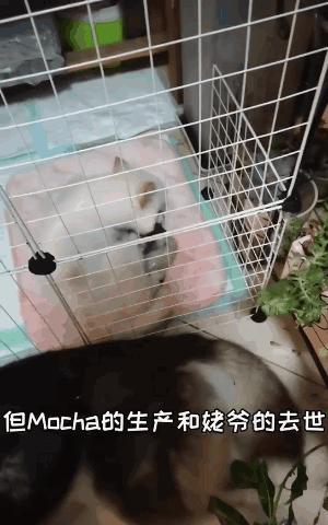 博美怀孕了会怎样,二哈让博美怀孕