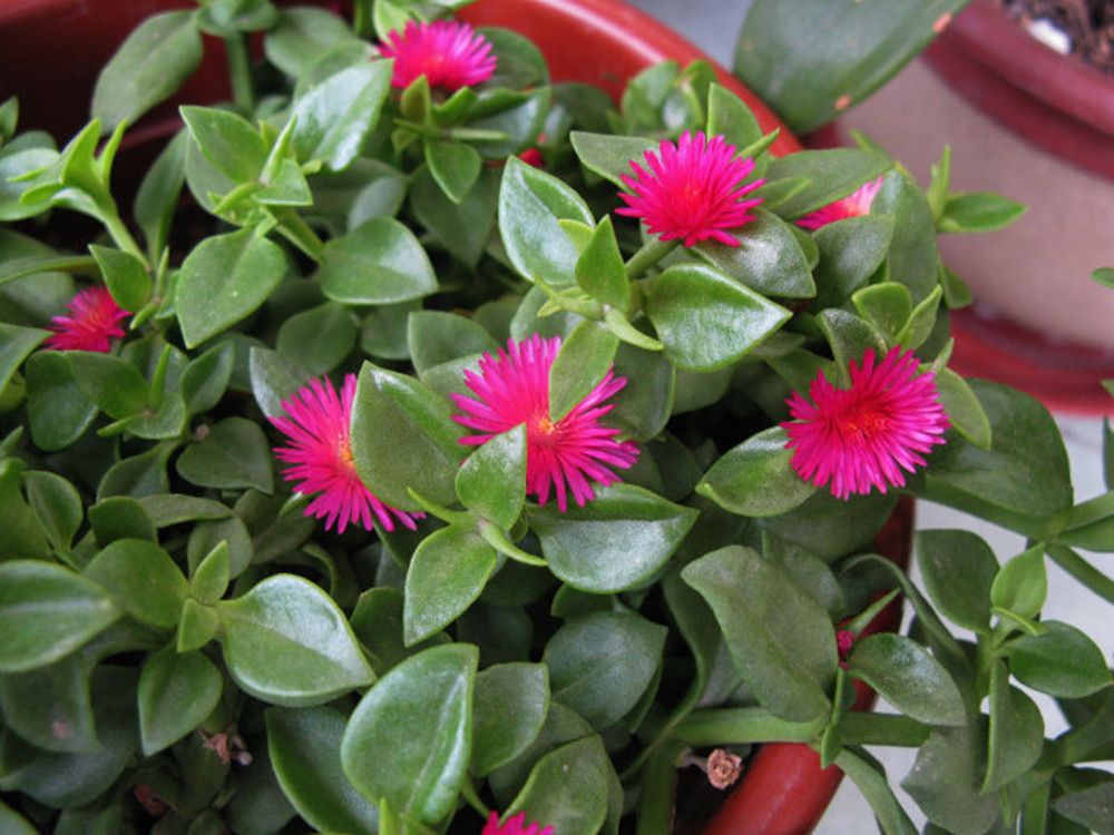 11种带花的菜,111种美食