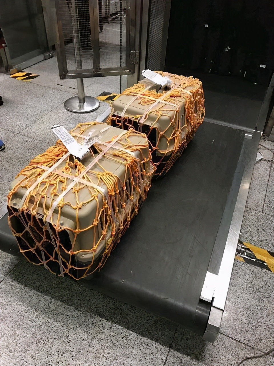 宠物托运都要带什么物品,春节长假到了宠物安全寄养全攻略