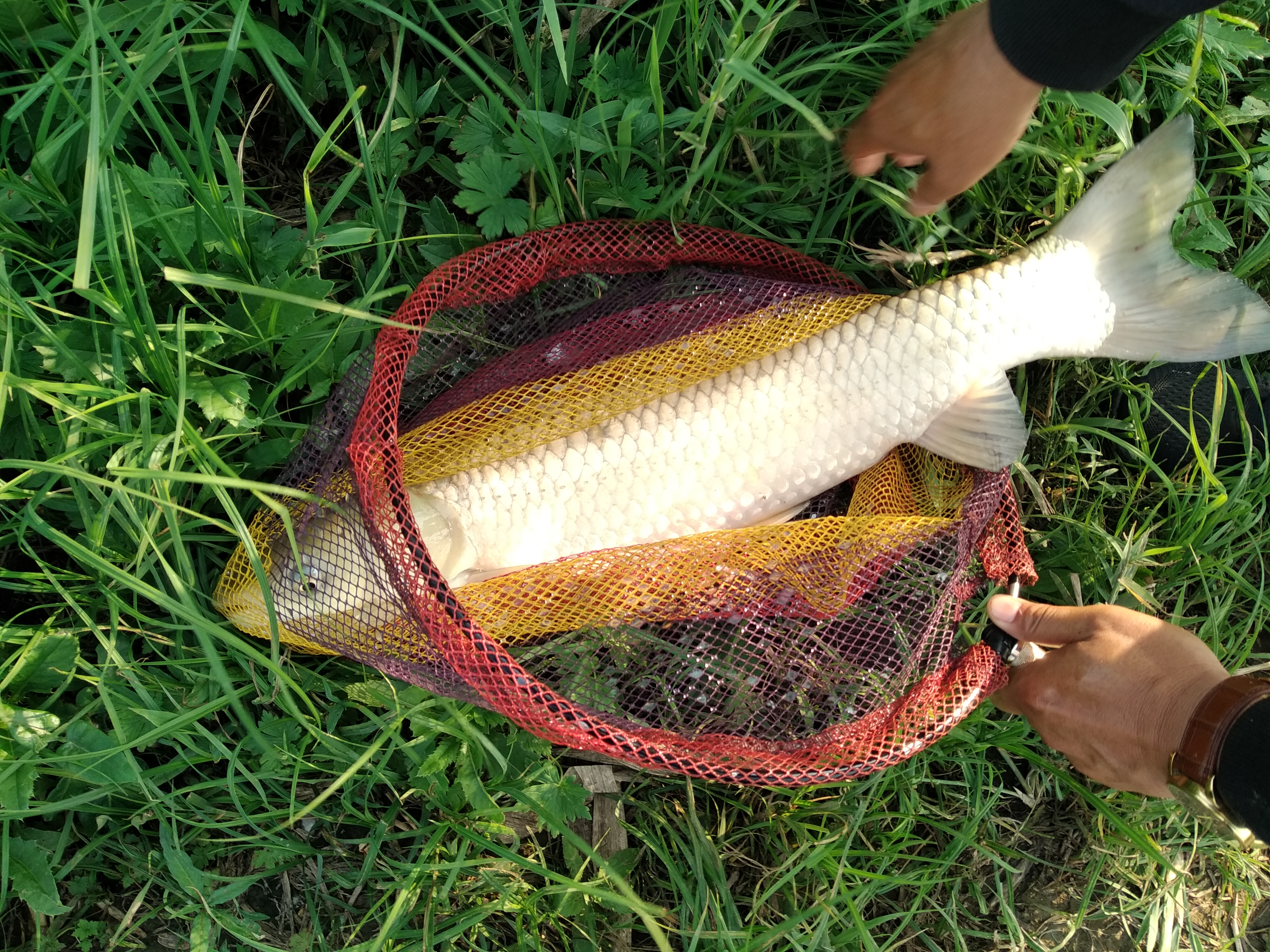清明节期间可以用芦苇叶钓草鱼,用芦苇叶钓草鱼只咬叶子不咬钩