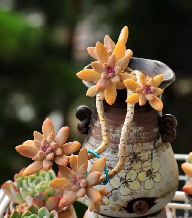 多肉早安图片大全,多肉大全100图