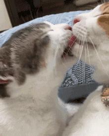 5年不交配，雌蛇生下19条小蛇，动物的交配冷知识你知道吗？