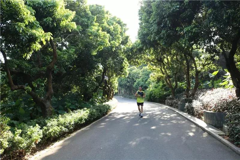 深圳莲花山真的美,深圳莲花山有什么特别的地方