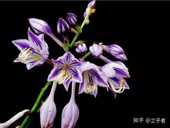 适合取名的花名赏析,适合取名用的诗句