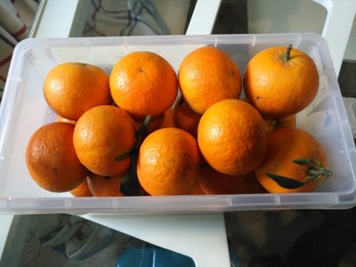 沃柑广西沃柑,晚熟椪柑种植前景