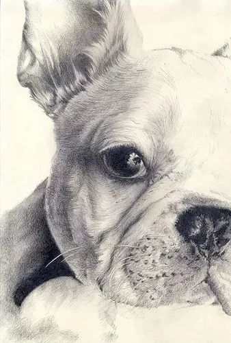 素描动物最全的收集,精微素描动物临摹高清大图