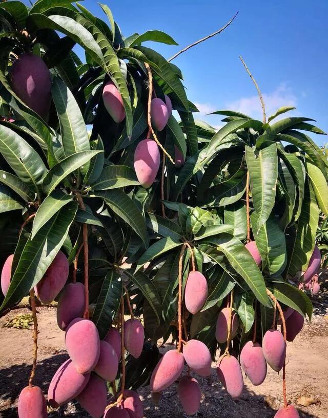 芒果树最甜的品种,芒果树哪种品种好吃