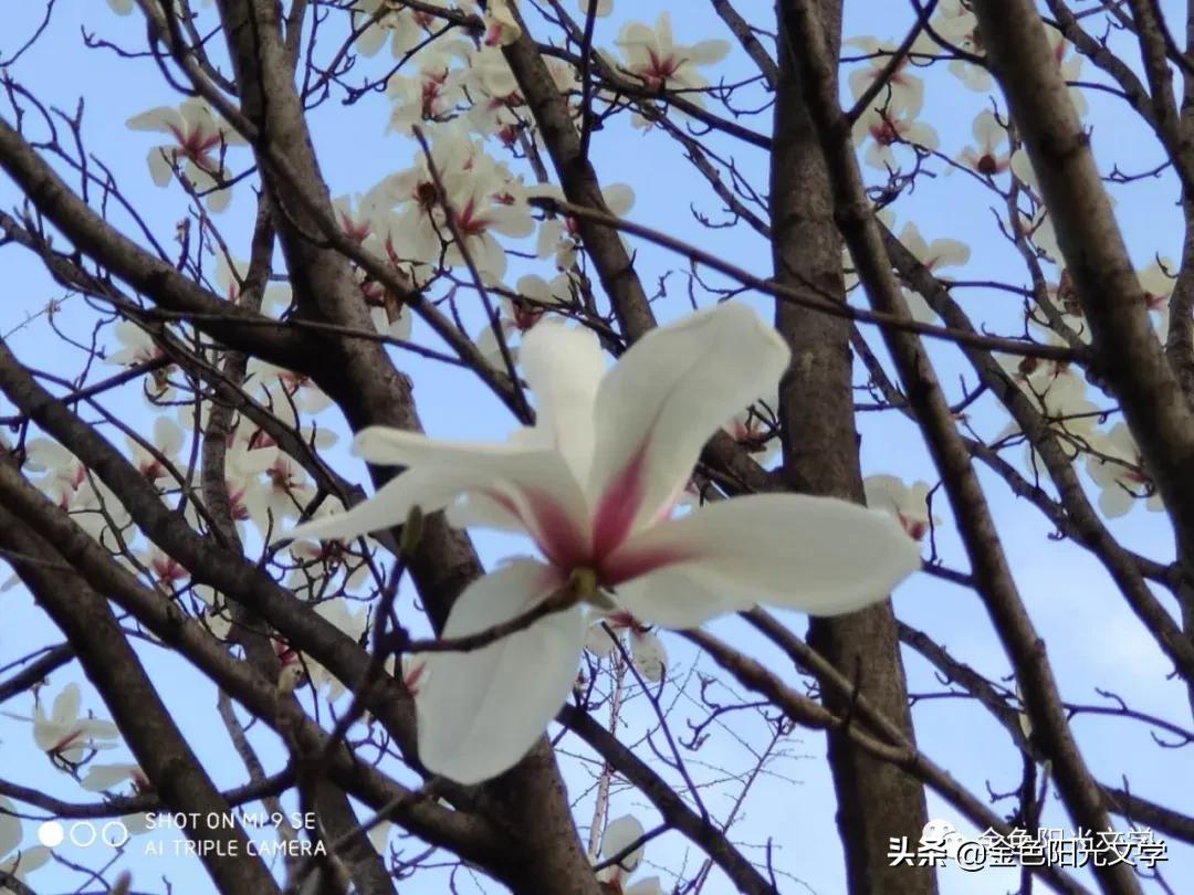 春天来了、春天的油菜花、我心中的春天、春诗