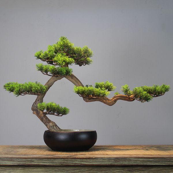 去长辈家送什么盆栽花合适,送老年人什么盆栽最好