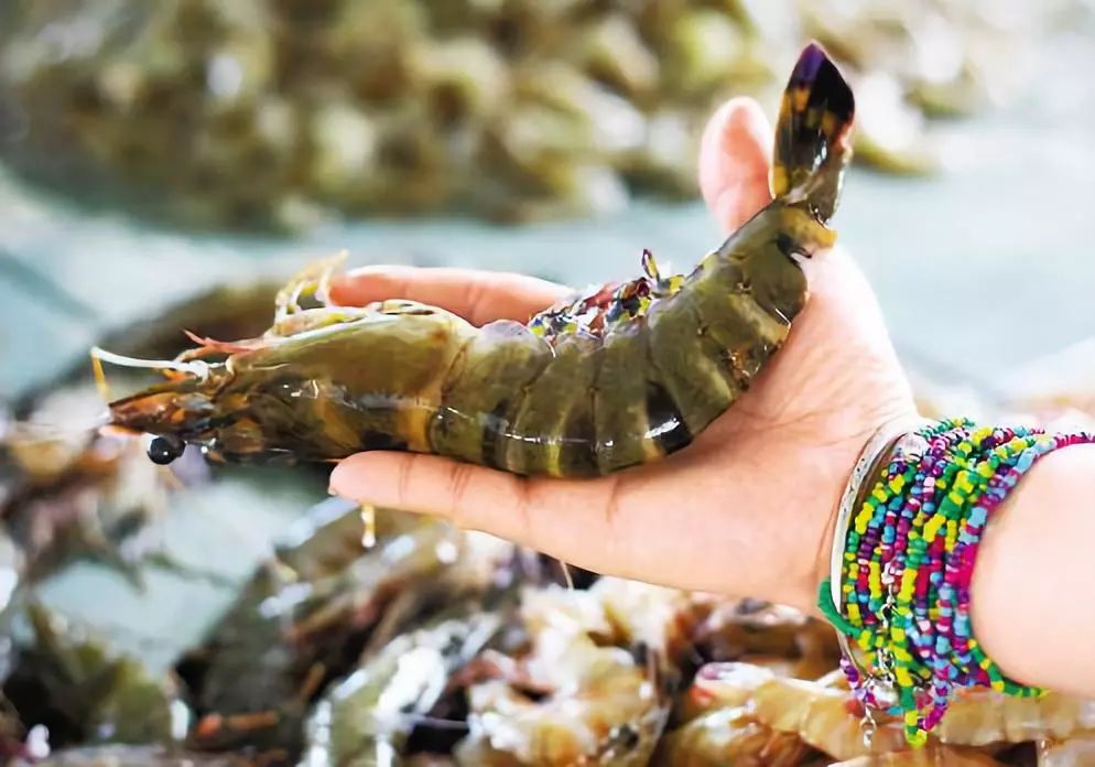 杭州沙巴旅游攻略,文莱沙巴旅游购物攻略