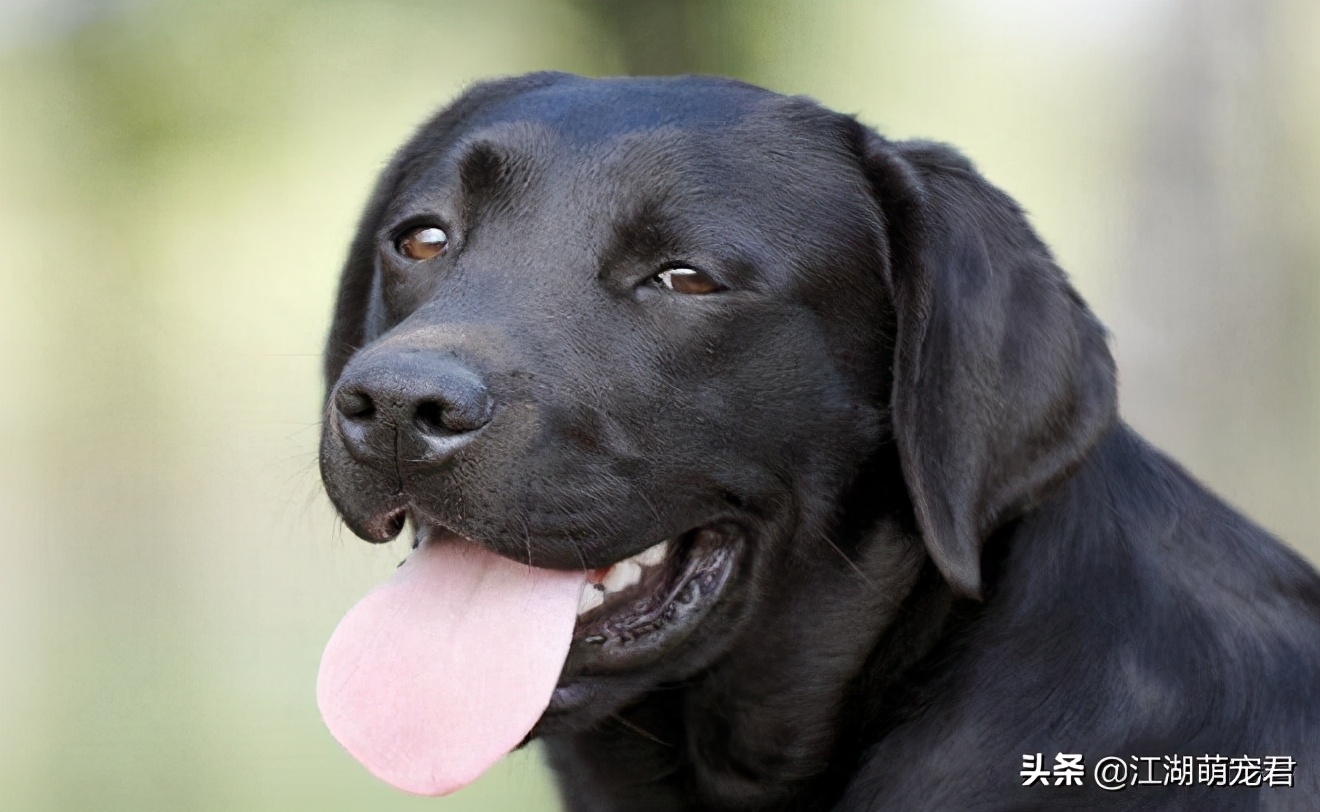 拉布拉多黑色好还是黄色的好,为什么黄色拉布拉多生的黑色崽