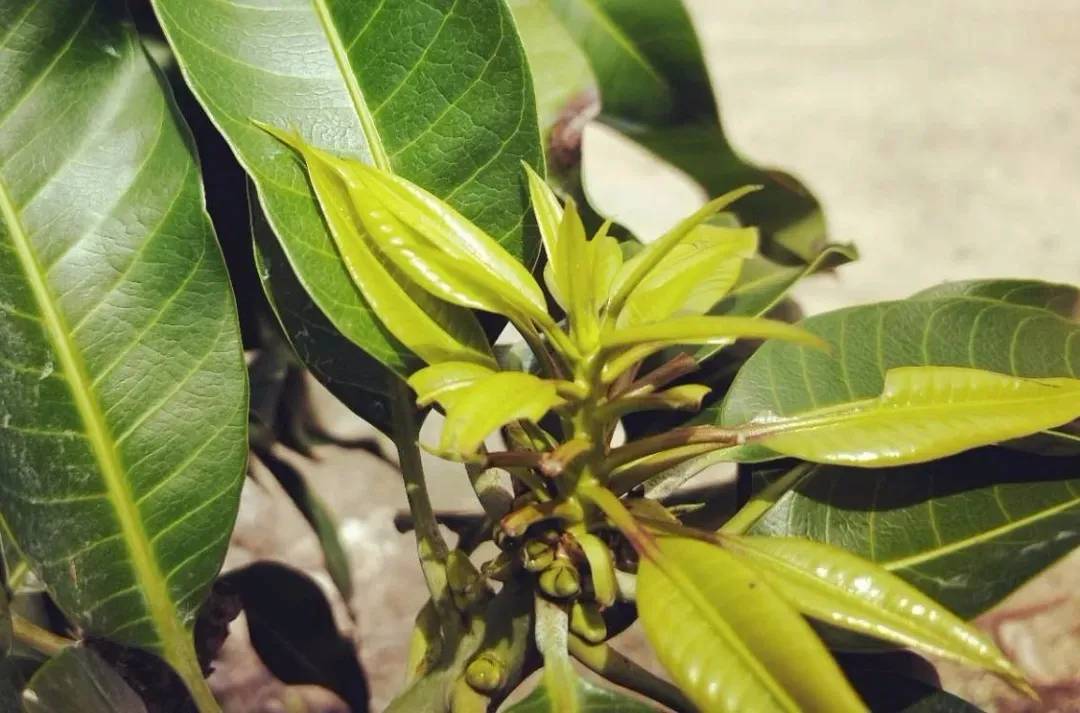 芒果催花8天就冒芽怎么补救,芒果催花三次不出花芽叶芽怎么办