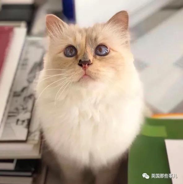 老佛爷的猫继承多少遗产,老佛爷去世后财产留给了一只猫