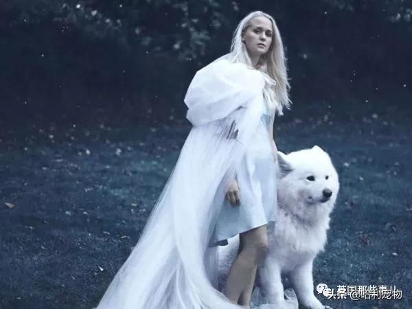 要狗看门？千万别选萨摩耶！这货除了笑不会干别的了