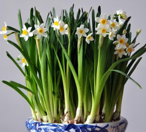 水仙花徒长后怎么处理,水仙花的黄叶徒长有什么补救方法