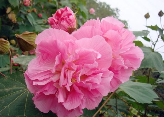 你的生日是几月对应什么花,十二个月每月的代表花及寓意