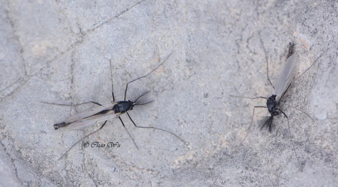 野外郊游怎样防蚊虫叮咬,夏季虫子叮咬科普视频