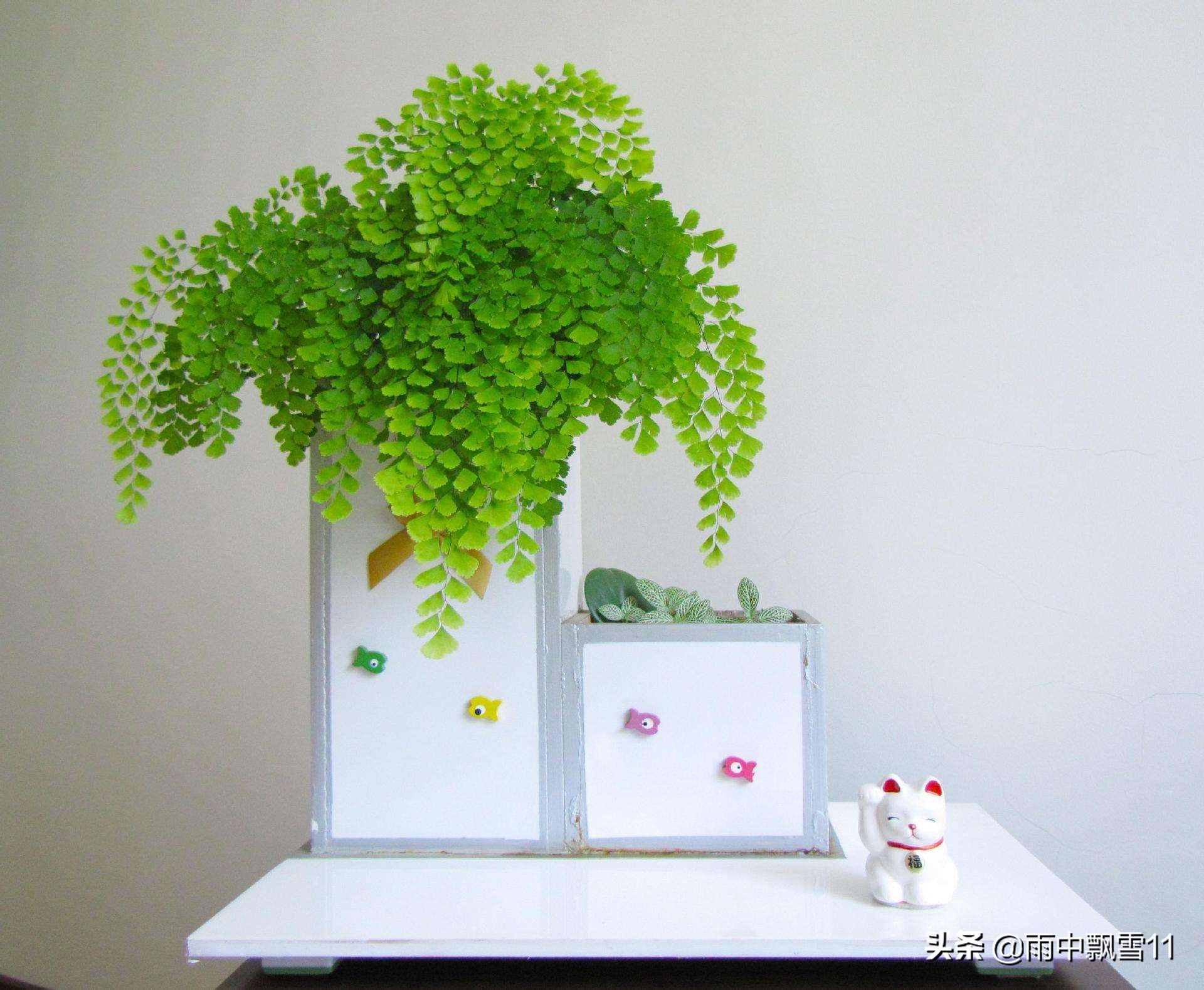 铁线蕨的养殖方法和注意事项盆栽,铁线蕨的养殖方法和注意事项大全