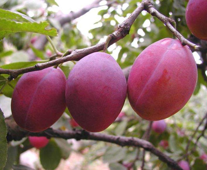 生根抗病的菌肥,生根最快的肥料em菌肥