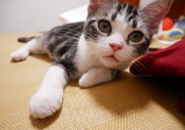 新手养猫公猫还是母猫好点,新手养猫选公的