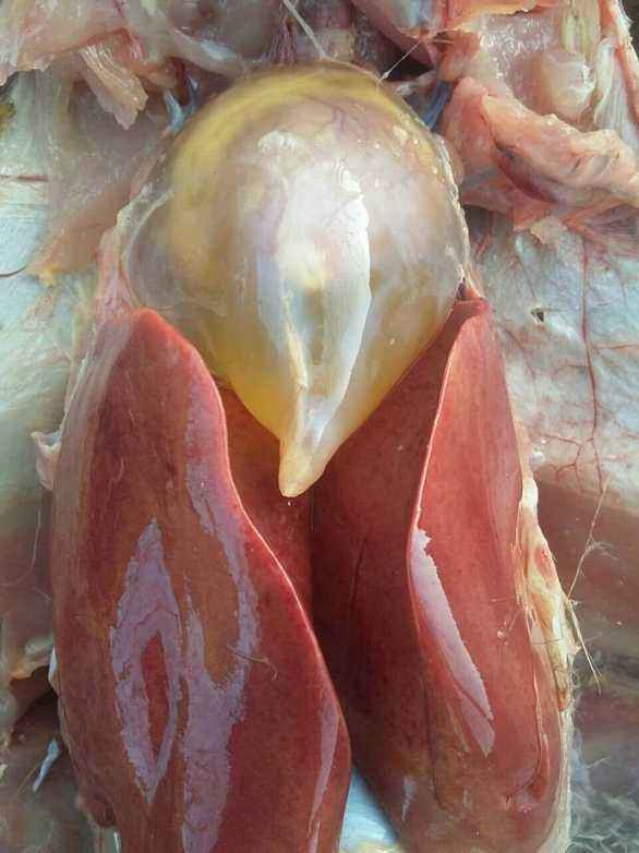 鸡食欲好突然死亡,鸡晚上突然死亡怎么回事啊