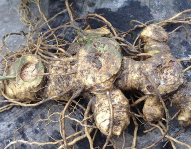 野生大叶老虎姜图片,深山遇见名贵野生老虎姜