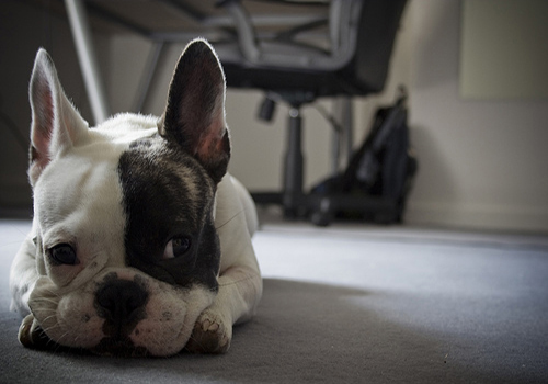 养狗知识：狗身上生了寄生虫怎么办？处理寄生虫的措施及注意事项