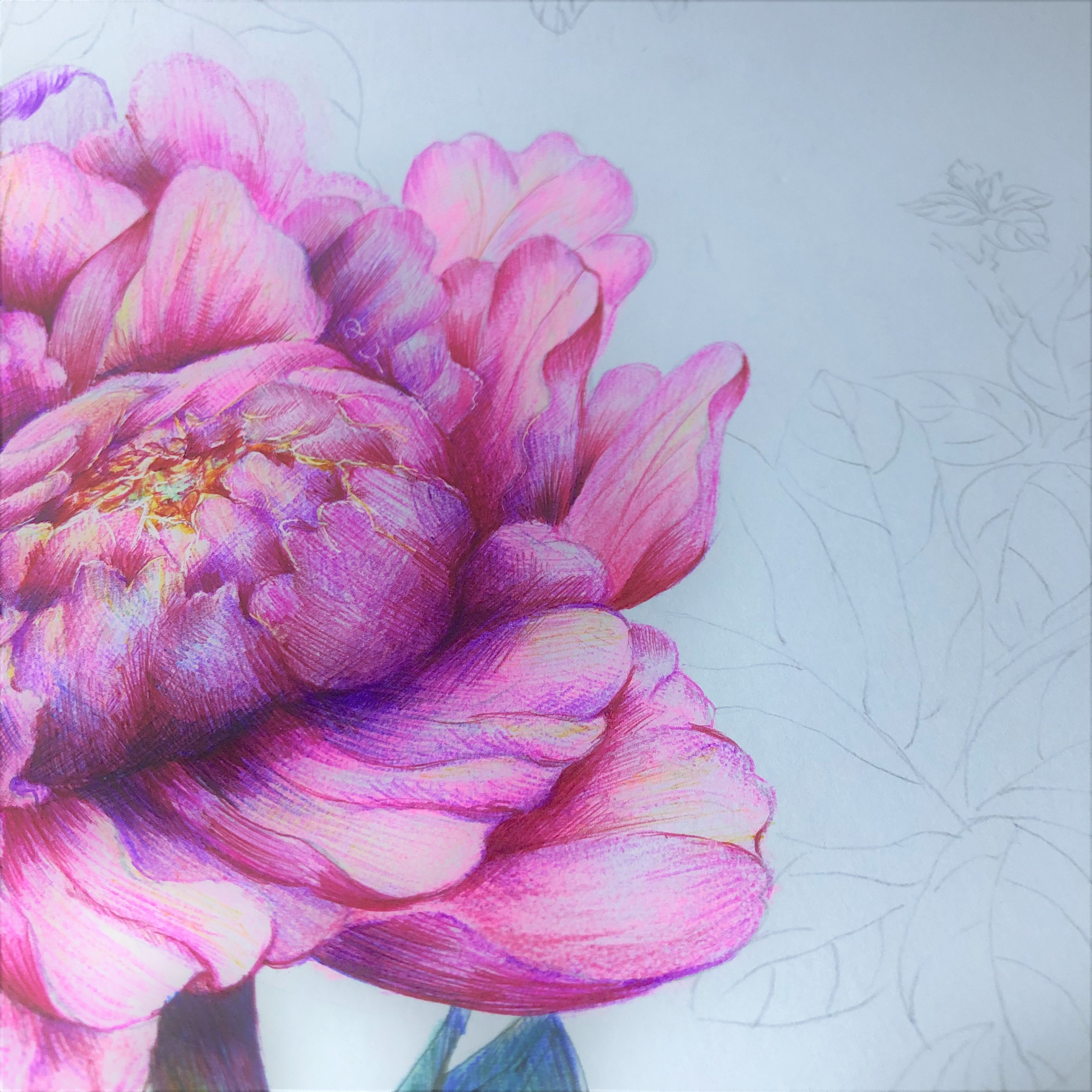 圆珠笔画牡丹教学,圆珠笔画牡丹的画法