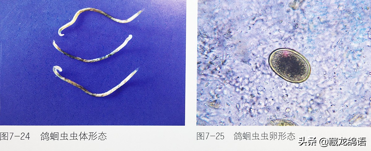 操作绝不输当代—看老一辈面对鸽病时如何止损