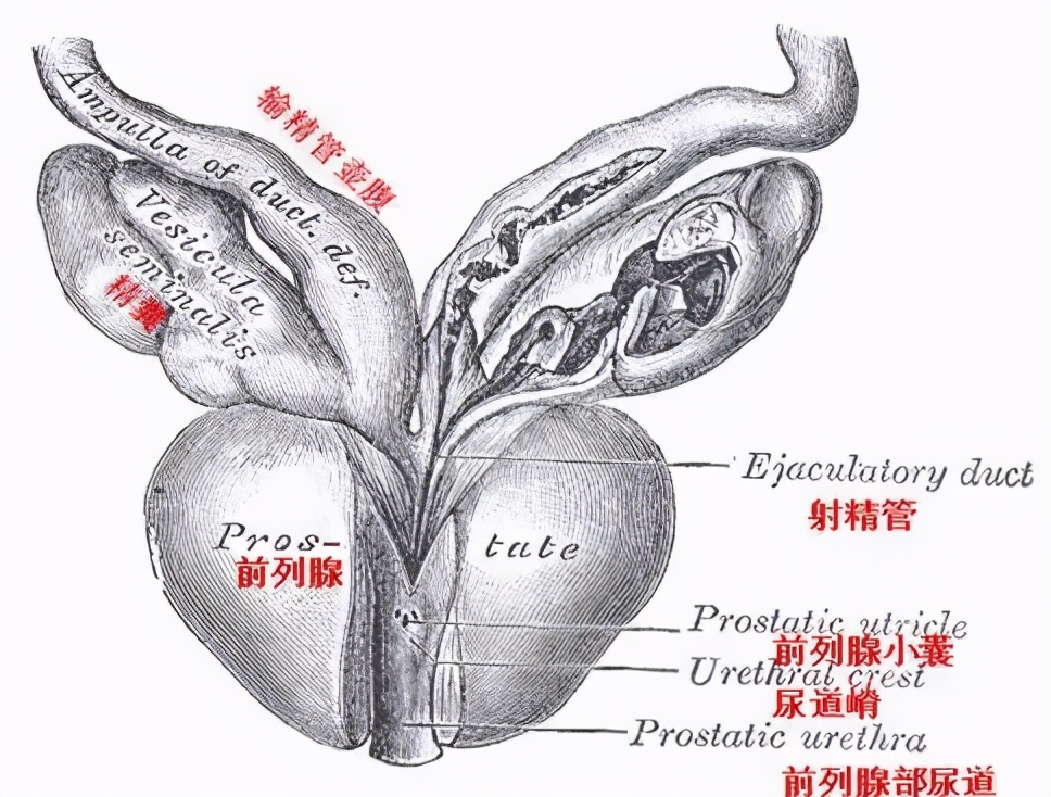 男性如何正确对待前列腺炎,男人前列腺炎是哪里痛