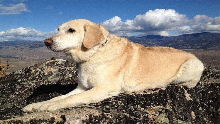 如何给狗“修脚毛”？还有这神奇好处！