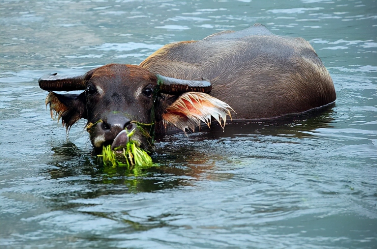 水牛为什么和黄牛不一样,水牛的力气比黄牛大多少