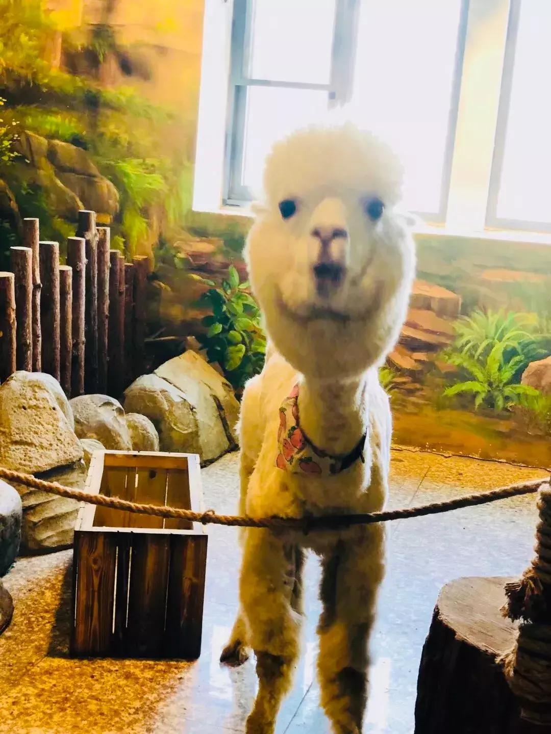 郑州奥林匹克公园萌宠乐园,郑州萌宠乐园长什么样子