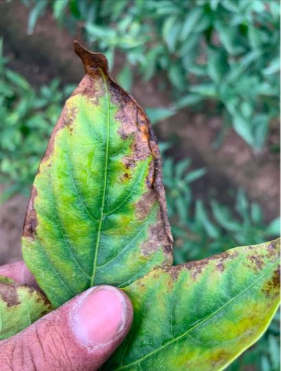 辣椒炭疽病又来了，叶片，果实受害严重？你需要加强以下6项管理