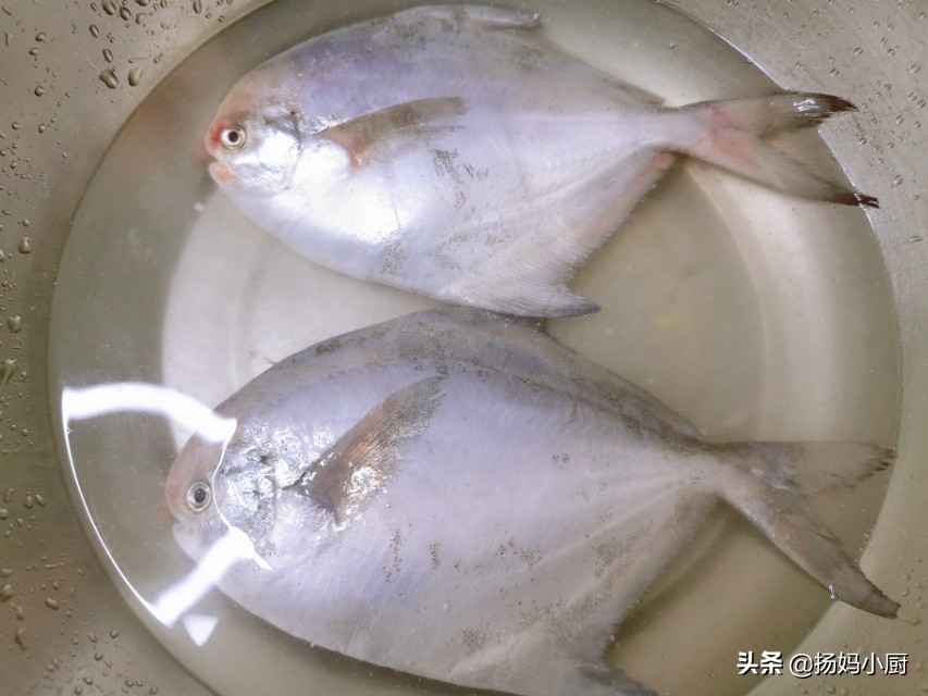 清蒸银鲳鱼肉质发硬怎么回事,正宗清蒸银鲳鱼的正确方法视频