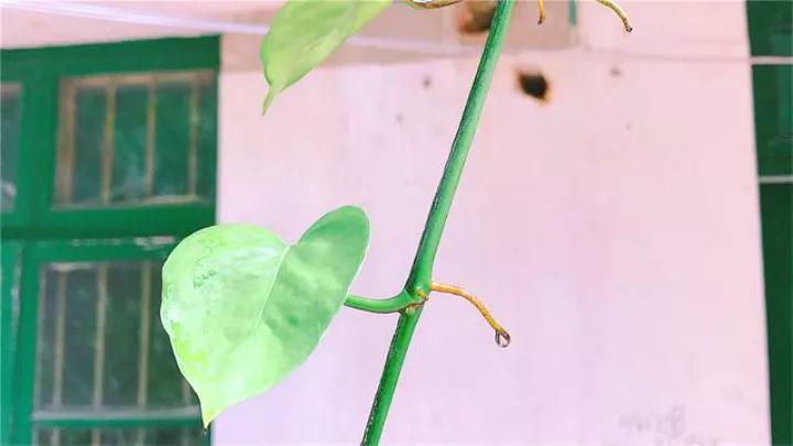 绿萝怎么打开小机关,大绿萝加入三种东西疯长