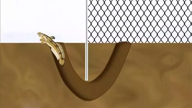 如何捕鱼跳跳鱼,野生跳跳鱼养殖