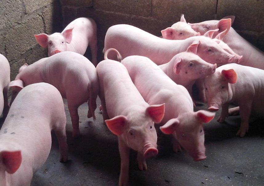 外购仔猪腹泻怎么治,仔猪拉红痢不要慌这里有妙招