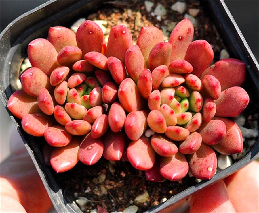 红宝石的养殖方法及修剪,圆叶红宝石怎么养长得快