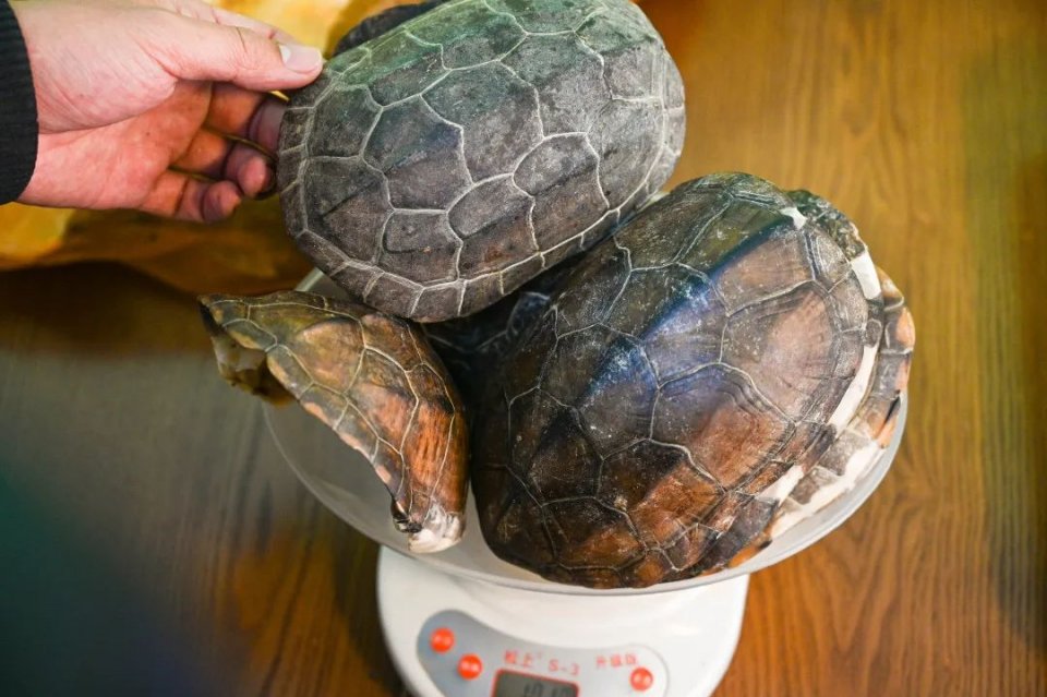 自制超火爆的网红甜品有哪些,顺德传统甜品双皮奶