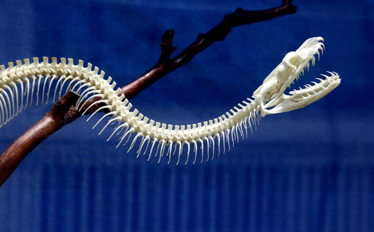 被蟒蛇吞下匕首能逃出来吗,被巨蟒吞下后有几率活下来吗