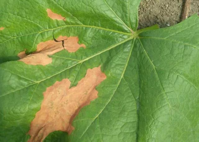 葡萄生理性枯叶怎么处理,葡萄落叶病害治疗