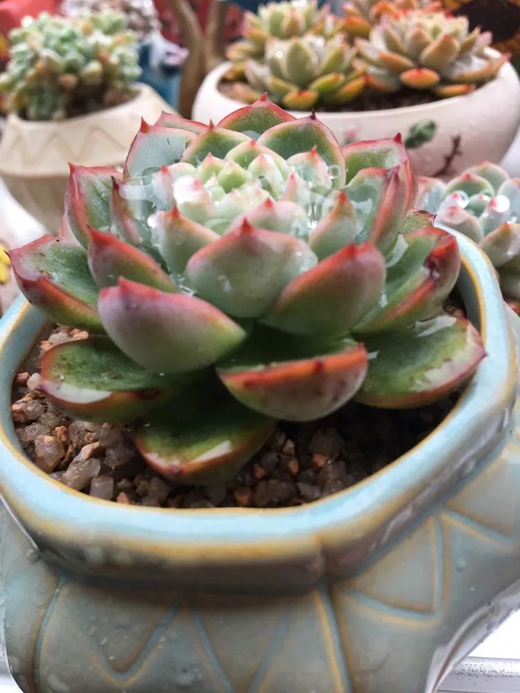 五颜六色的透明多肉,颜色超好看的多肉