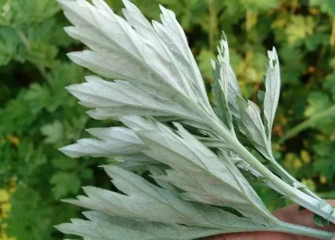 制作清明粿的野菜叫什么,清明节习俗做粿潮汕