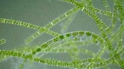 鱼类水产养殖需要哪些藻类,水产养殖显微镜下各种藻类