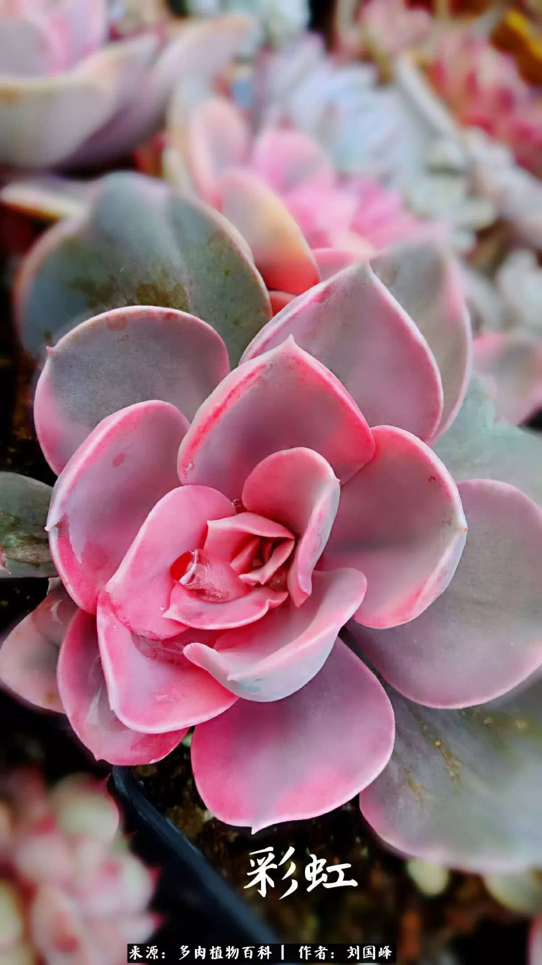 七百元打造的多肉王国，你还缺什么？