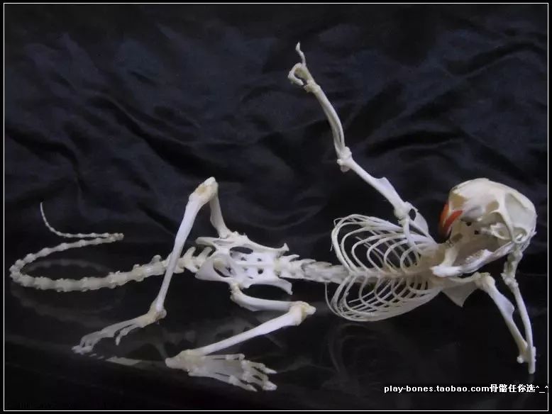 捡的动物尸体做标本收藏,现场解剖动物尸体