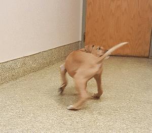 怎么判断狗狗想上厕所比熊犬,怎样判断狗狗是否想上厕所