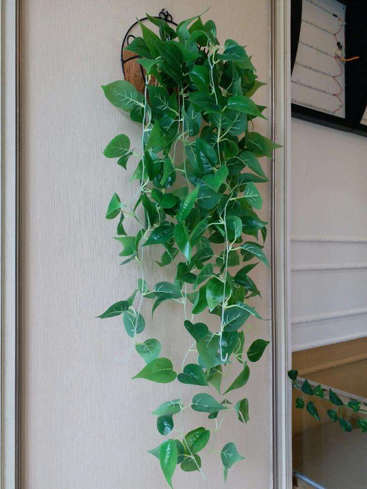 绿萝能直接泡鱼缸里养吗,绿萝枝叶放在鱼缸中会释放氧气吗